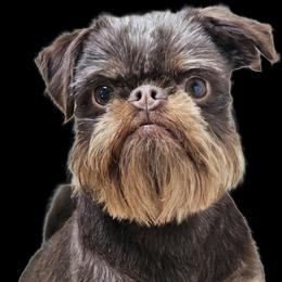 Kramer - Brussels Griffon