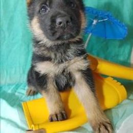 German Shepherd Puppies from Kindheitstraum Kennels