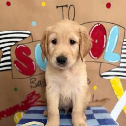 Back to school theme litter - Golden male Golden Retriever puppy in Belton, South Carolina from McAbee’s Golden Retrievers