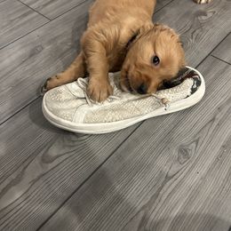 Purple Girl - Dark golden female Golden Retriever puppy in Ocala, Florida from Hidden Oaks Golden Retrievers