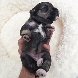 Light Salt and Pepper girl - Salt and pepper female Miniature Schnauzer puppy in Kannapolis, North Carolina from Schnauzer Affinity