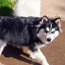 Romeo - Pomsky