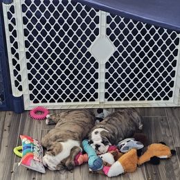 Bulldog Puppies from Magill's Bulldogs