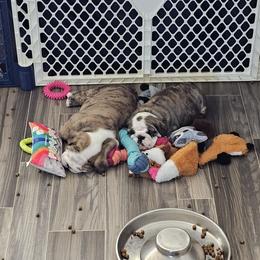 Bulldog Puppies from Magill's Bulldogs