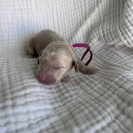 Bunny - Red  female Goldendoodle puppy in Calera, Alabama from Red Mountain Minis