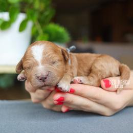 Camper - Red  male Goldendoodle puppy in Salado, Texas from Red Ranch Dogs