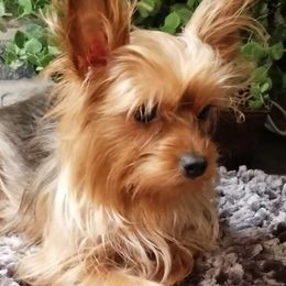 Kiwi - Yorkshire Terrier