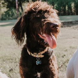 Goldendoodle and Labradoodle All Grown Up from Endless Pawsabilities Breeding and Training