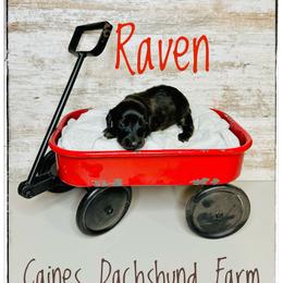 Raven - Brindle female Dachshund puppy in Cincinnati, Ohio from Caines Dachshund Farm