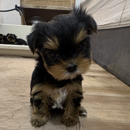 Rita - Blue and gold female Yorkshire Terrier puppy in Portland, Oregon from Bohemian Beauty Yorkshire Terrier