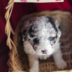 Girl 1 - Black and tan female Corgipoo puppy in Junction, Utah from Sugar Doodles