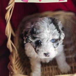 Girl 1 - Black and tan female Corgipoo puppy in Junction, Utah from Sugar Doodles