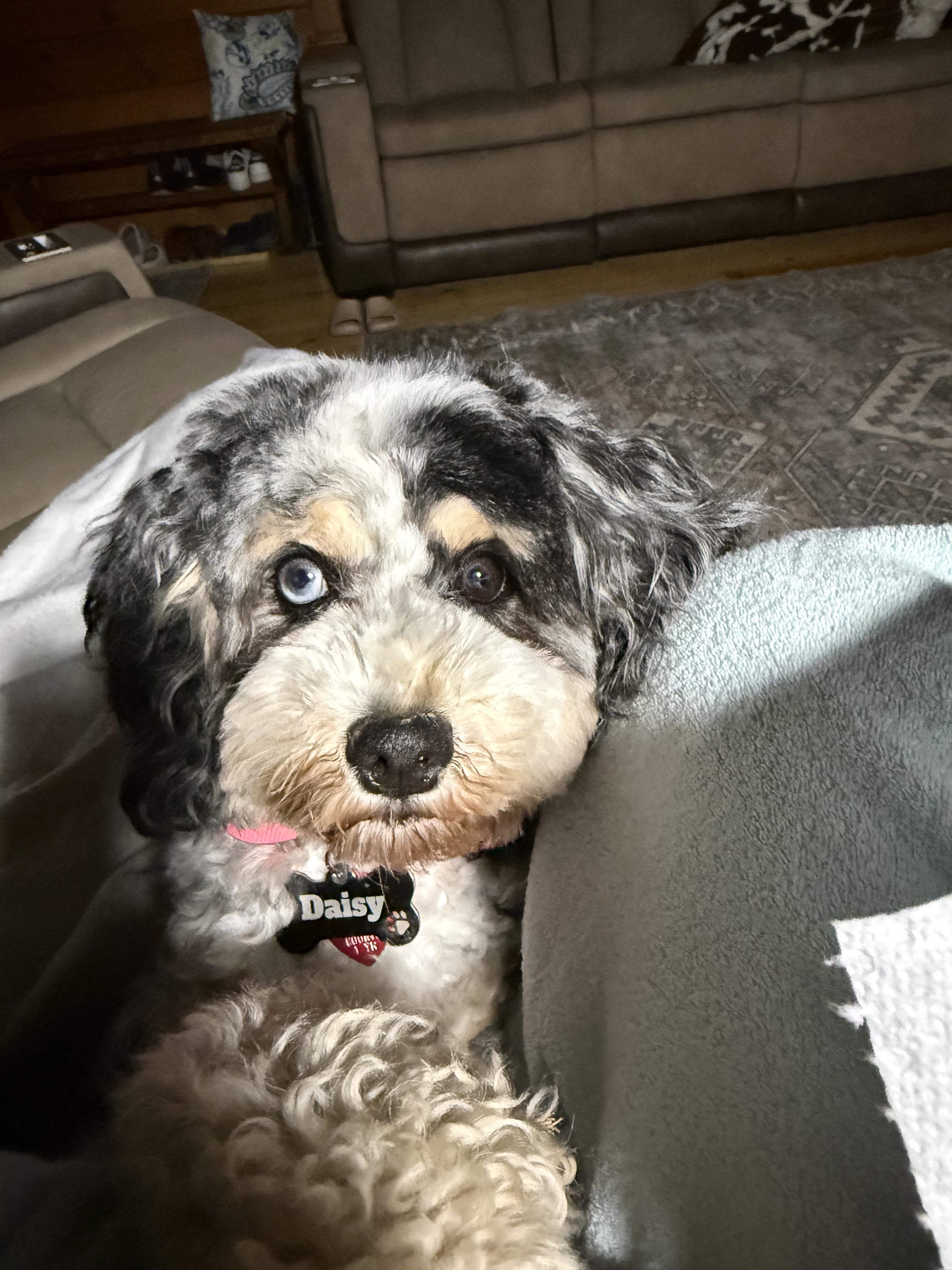 Daisy
