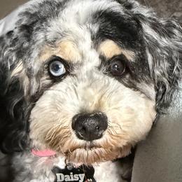 Daisy - Bernedoodle