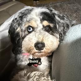 Daisy - Bernedoodle