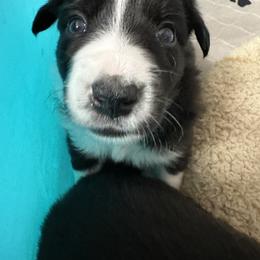 Border Collie Puppies from Roaring River Border Collies