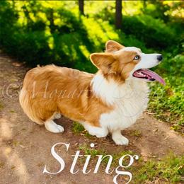 Sting - Pembroke Welsh Corgi