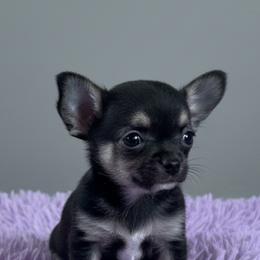 Bella       Jillian - Black and tan female Chihuahua puppy in Harlan, Iowa from Home Grown Chihuahuas From Iowa