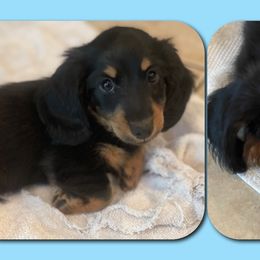 Dachshund Puppies from Sunderhunds Dachshunds