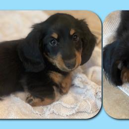 Dachshund Puppies from Sunderhunds Dachshunds