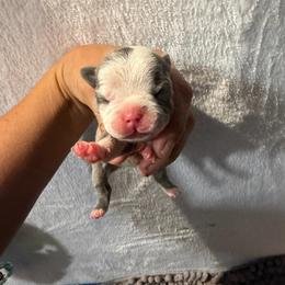 Female 2 - Blue female French Bulldog puppy in Monterey, Louisiana from McaysKennels