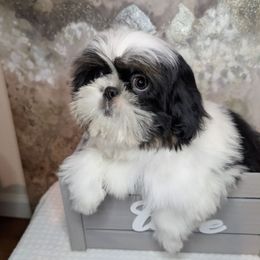 Bear - Black gold and white male Shih Tzu puppy in Merced, California from Topknot Shih Tzus