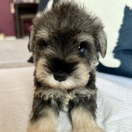 Girl 2 - Salt and pepper female Miniature Schnauzer puppy in Wildomar, California from My Angel Schnauzers