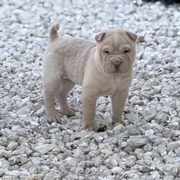 Kiri - Cream female Chinese Shar-Pei puppy in Lehigh Acres, Florida from Florida Wrinkles