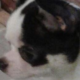 Chihuahuas from Mataje Chihuahuas