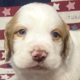Holly boy 2 - White and orange male Brittany puppy in Floyd Knobs, Indiana from Cross Creek Brittanys