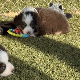 Boy 2 - Red tri-color male Miniature American Shepherd puppy in Cache, Oklahoma from Southern Charm Mini Aussies