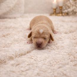 Finn - Cream male Dachshund puppy in Statesville, North Carolina from Lakeside Dachshunds