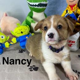 Nancy - Red female Pembroke Welsh Corgi puppy in Apison, Tennessee from Ashmore Corgis