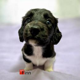 Finn - Piebald male Dachshund puppy in Huntington, Arkansas from Rockstar.Weiners