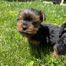 Boy 2 - Blue and gold male Yorkshire Terrier puppy in Marion, Indiana from Brandon's Yorkshire Terriers