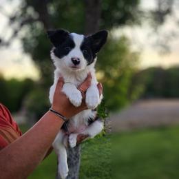 Rue - Black and white female Border Collie puppy in Dewey, Arizona from Fásach Stockdogs