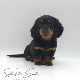 Mint Collar ON HOLD - Black and tan female Dachshund puppy in Zebulon, North Carolina from Salt of the Earth Dachshunds