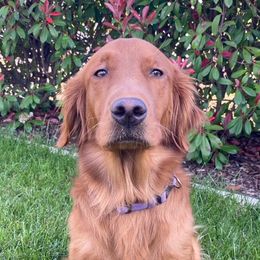 Sophie - Golden Retriever