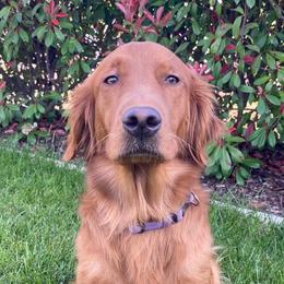 Sophie - Golden Retriever