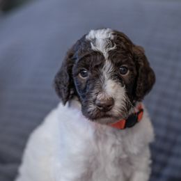 Spot - Parti Poodle puppy in Mc Kinney, Texas from Kenney kennels