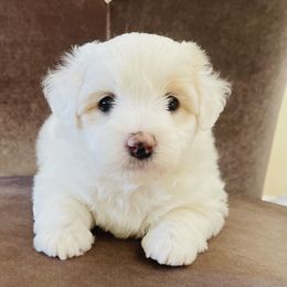 Rose - White female Coton de Tulear puppy in Palm Desert, California from Cotoncutie