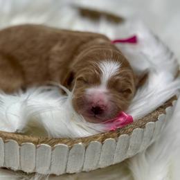 Rae's Pink Female - Apricot female Goldendoodle puppy in Great Falls, Montana from Montana Goldendoodles