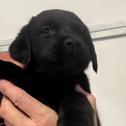 Blue collar - Black male Labrador Retriever puppy in Clinton, Tennessee from Summer Rose