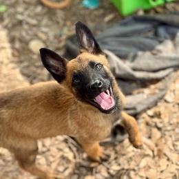 Melody - Fawn sable female Belgian Malinois puppy in Briggs, Texas from Madhouse’s Belgian Malinois and German Shepherds