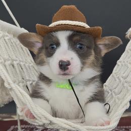 German Shepherd and Pembroke Welsh Corgi Puppies from J&R Shepherds & Corgis