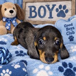 Boy 2 - Dapple male Dachshund puppy in Valrico, Florida from Bloomin Doxies