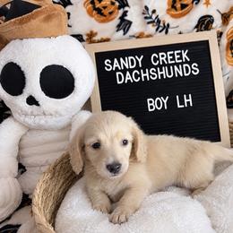 Gibbs - Cream male Dachshund puppy in Rosanky, Texas from Sandy Creek Miniature Dachshunds