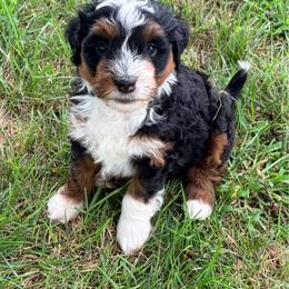 Bullseye - Tri-color male Bernedoodle puppy in Lincoln, Nebraska from GRand Doodles