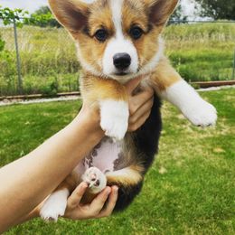 Pembroke Welsh Corgi puppies from LL Corgi Co