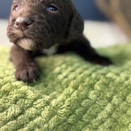 White - Snow - Chocolate female Goldendoodle puppy in Cleveland, Georgia from The O.G. Doodles